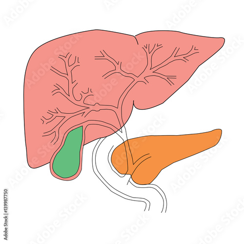 Liver anatomy photo