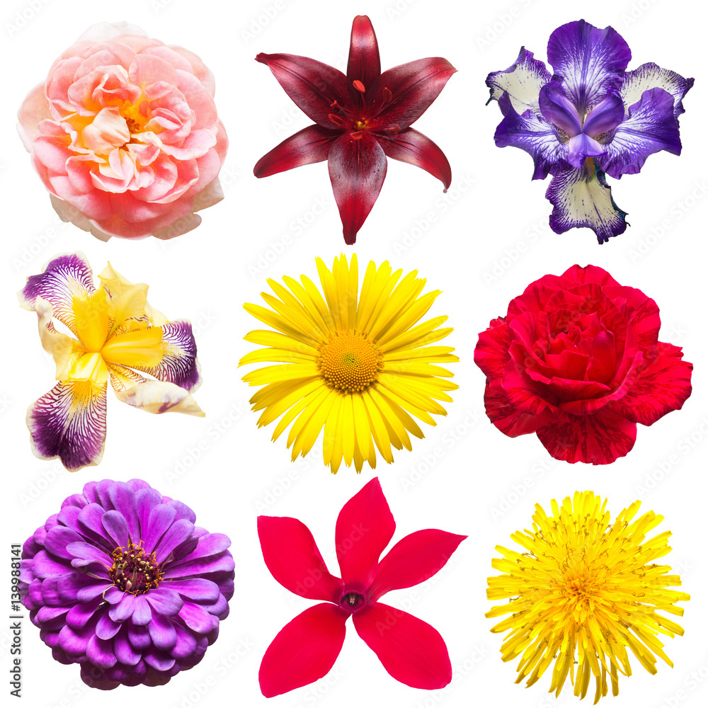 Beautiful collection of flowers roses, daisy, iris, lily, cyclamen, dandelion, zinnia isolated on white background. Card. Easter. Spring Set. Flat lay, top view
