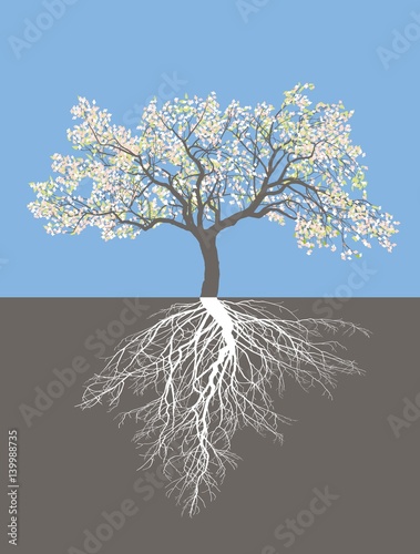 Apple tree in spring with roots
