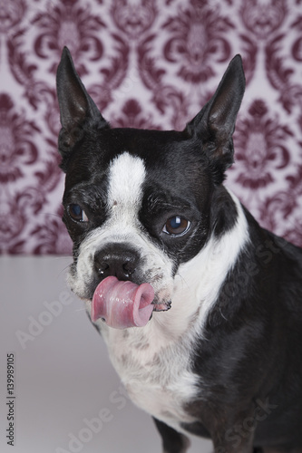 Boston terrier sticking her tongue out.
