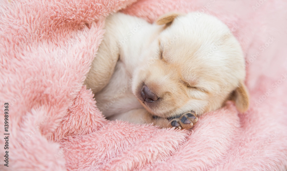 Cute Dog Cute Dog