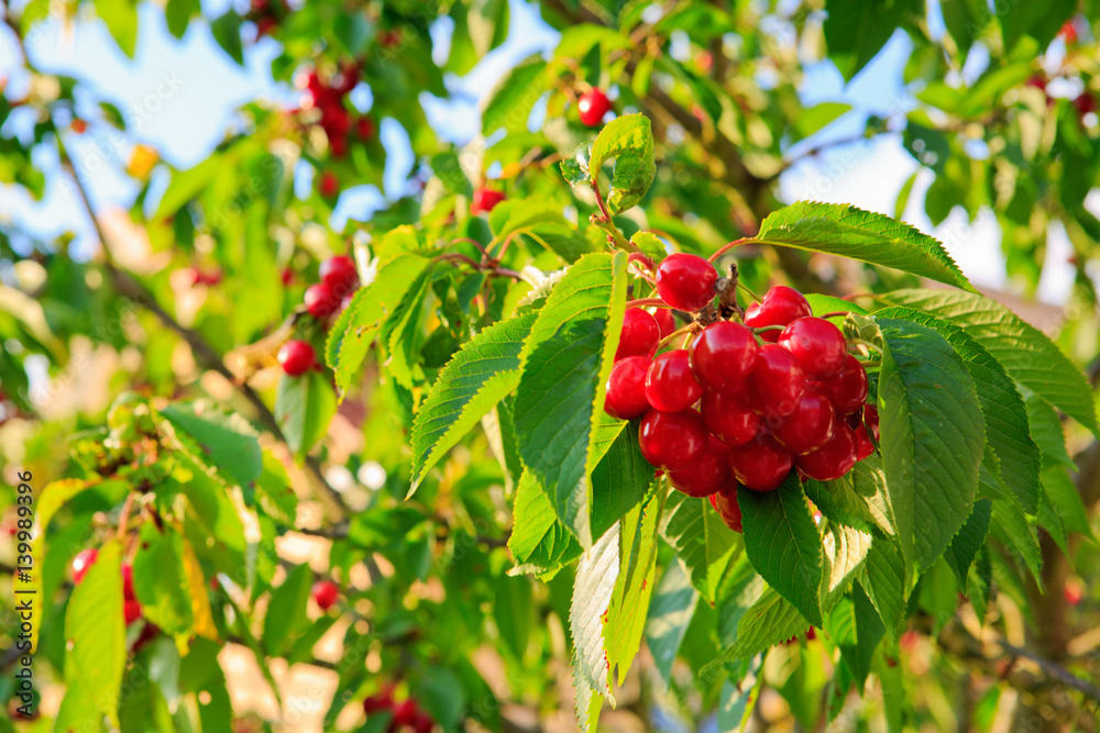 Cherries hanging on a cherry tree branch. Cherries hanging on a cherry tree branch.