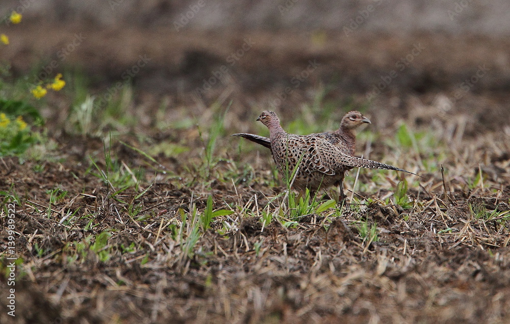 Wildlife Wildlife