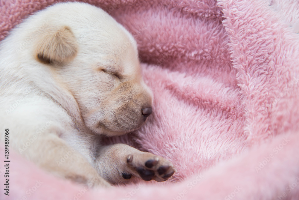 Fototapeta premium Cute Dog