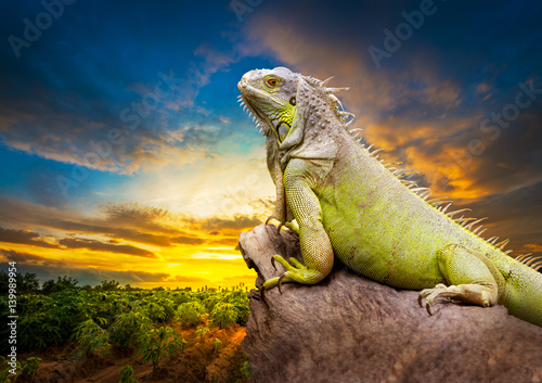 Green iguana © fotoslaz