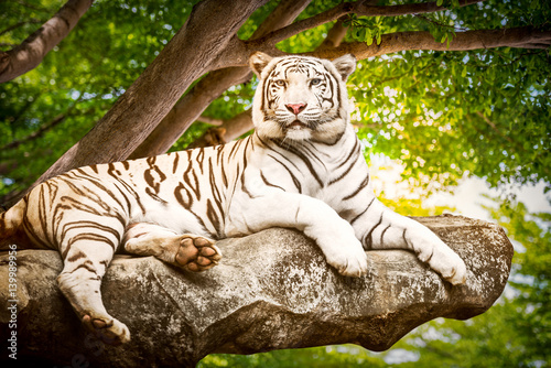 Photography White tiger