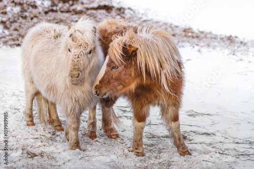 Two lovely small pony horse on a snowy field outdoors by the farm