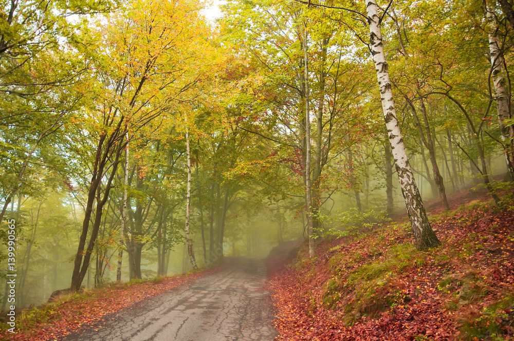 Obraz premium road in the foggy forest in autumn