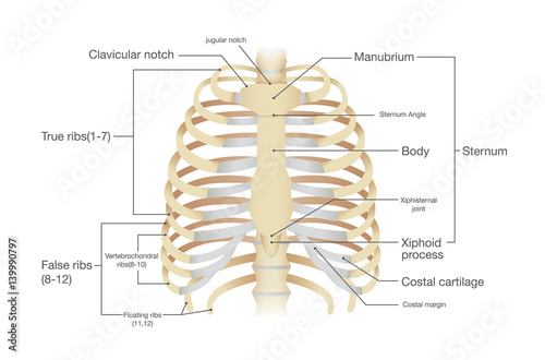 Anatomy of human rib. Illustration from vector about science and medical.