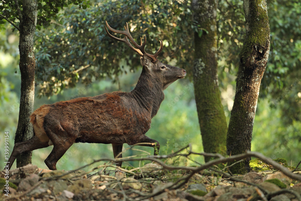 Wildlife Wildlife