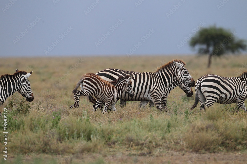 Obraz premium Wildlife