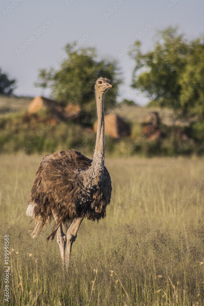 Naklejka premium ostrich