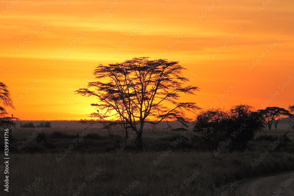 Fototapeta premium Wildlife