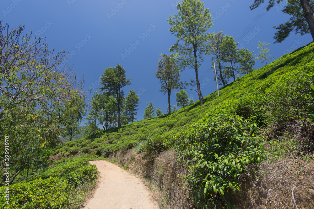 Tea plantation on the island of Sri Lanka. City Nuwara Eliya.
