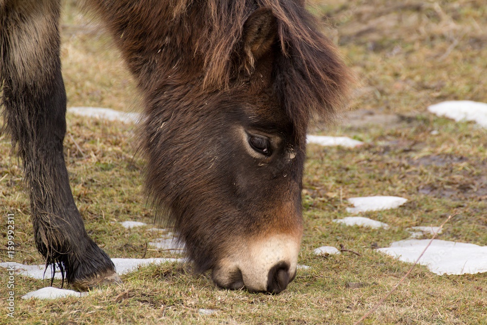 Fototapeta premium Wild horse on grassland in Milovice, Czech republic