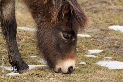 Wild horse on grassland in Milovice, Czech republic