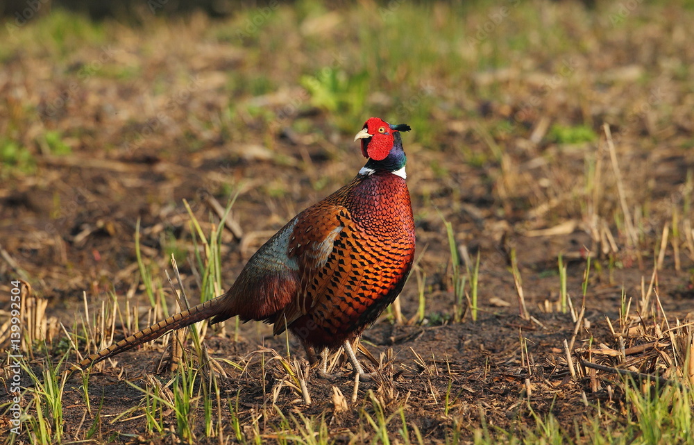 custom made wallpaper toronto digitalWildlife