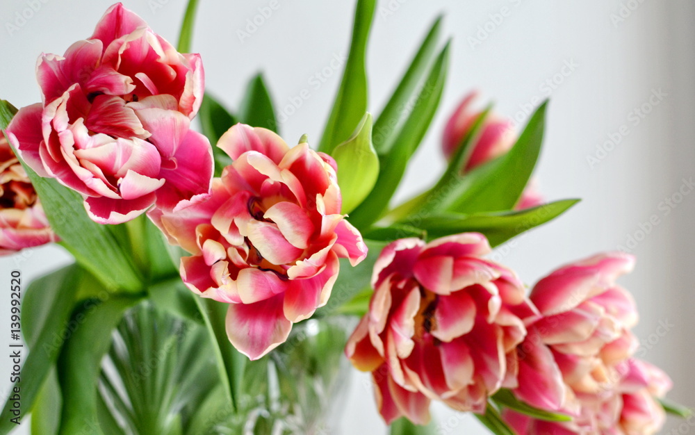 Naklejka premium Bukiet czerwonych tulipanów