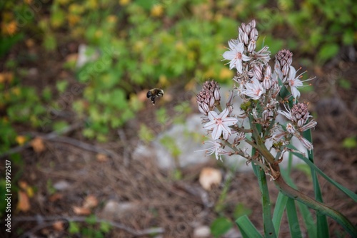 Bee's work