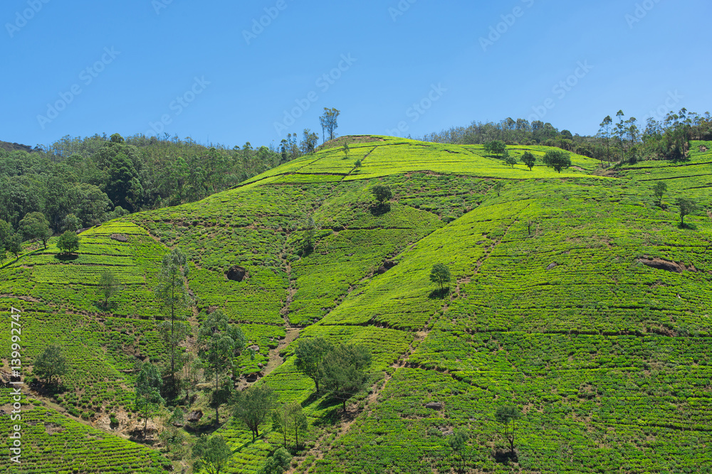 Tea plantation on the island of Sri Lanka.