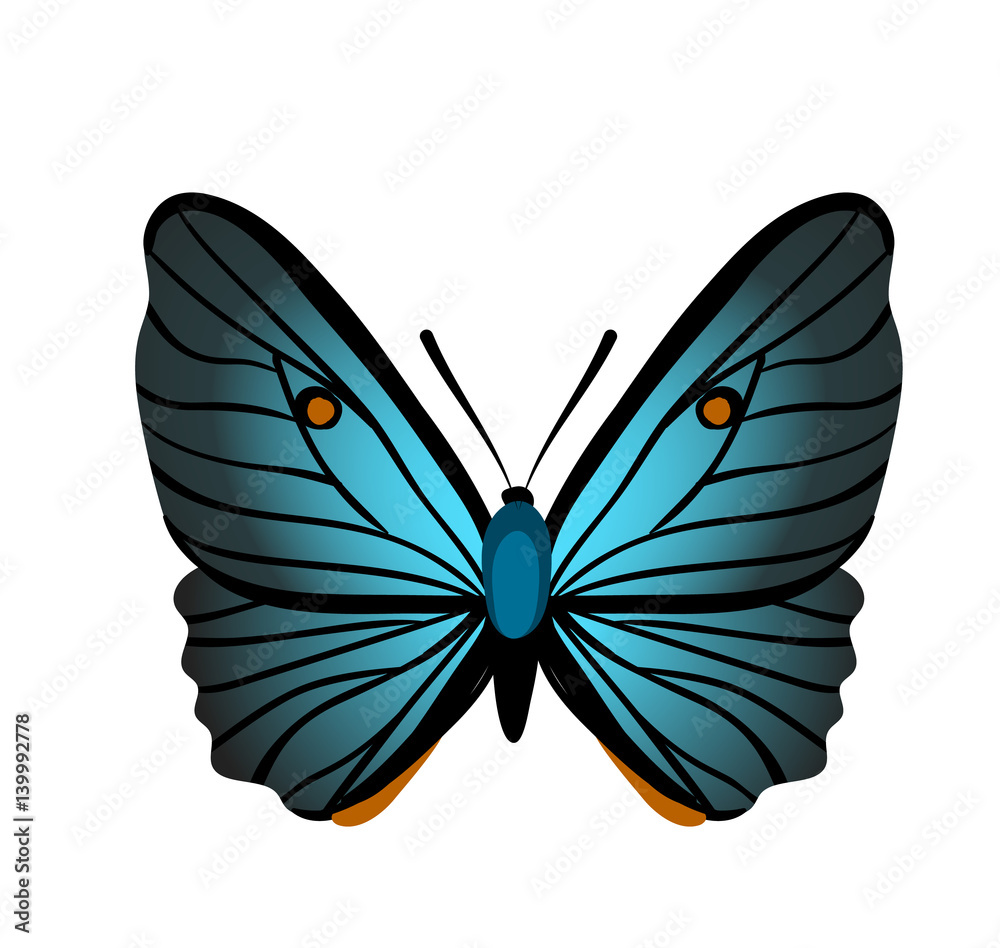 Obraz premium Butterfly with blue wings