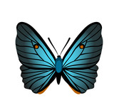 Butterfly with blue wings