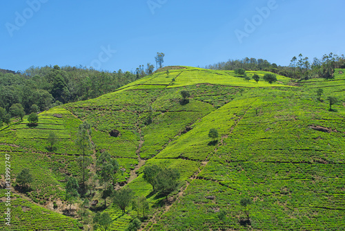 Tea plantation on the island of Sri Lanka.