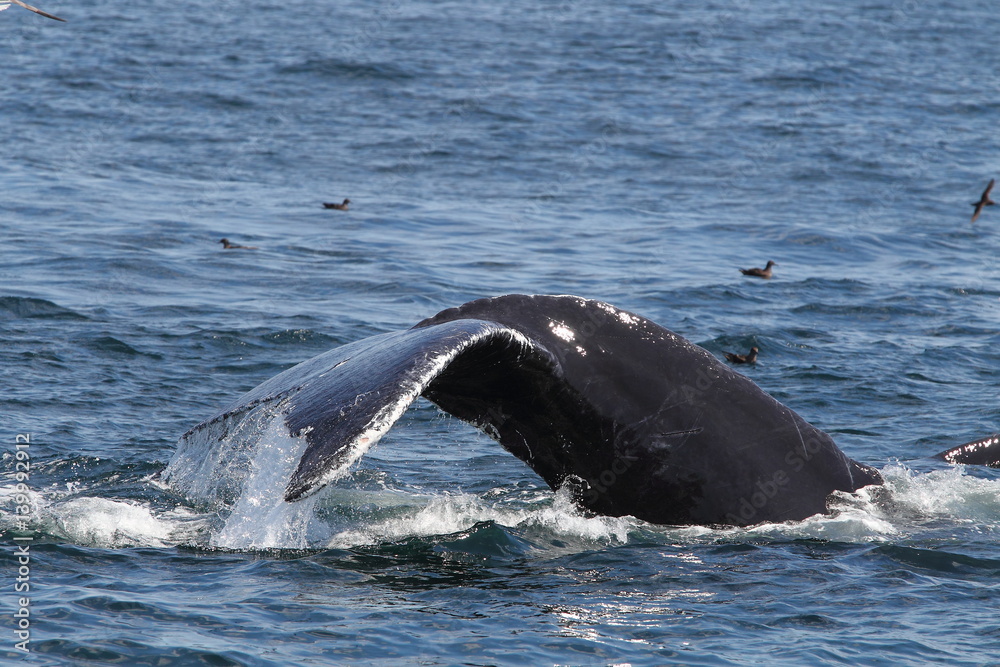 Obraz premium Wildlife