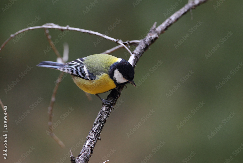 Obraz premium Wildlife