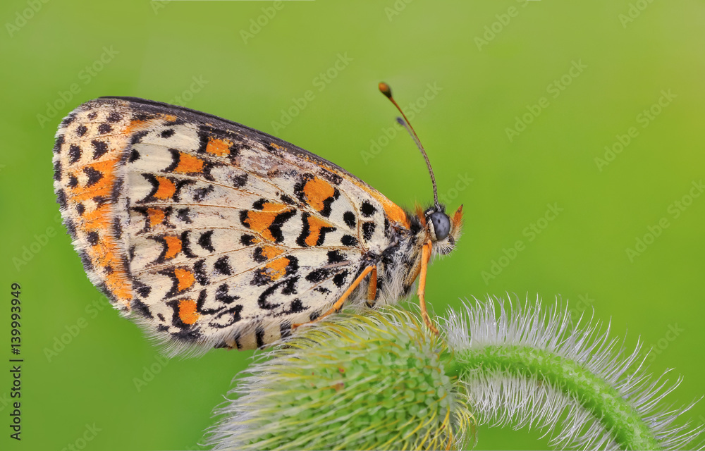 Obraz premium Butterfly - Stock Image