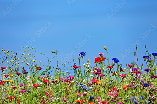 Blumenwiese © fotoping