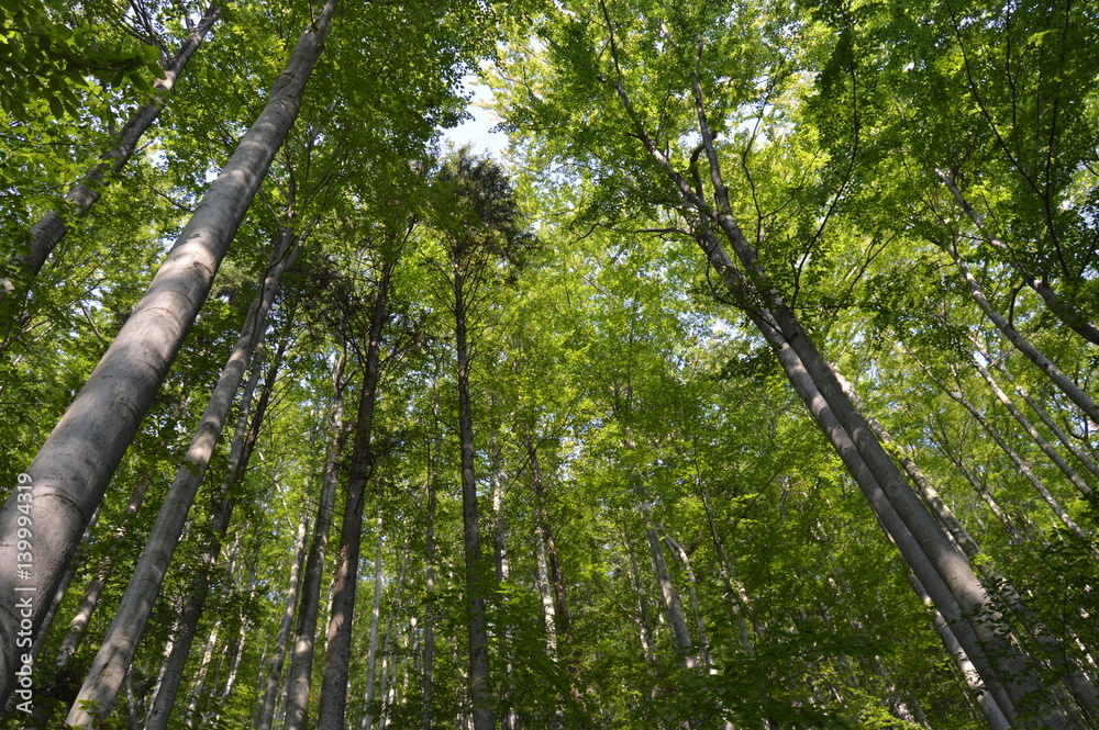 Fototapeta premium Korona drzew - las liściasty