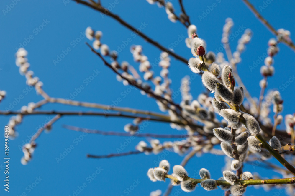 Close up of pussy willows on blue background Close up of pussy willows on blue background