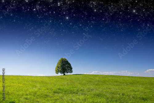Tree stands underneath starry sky