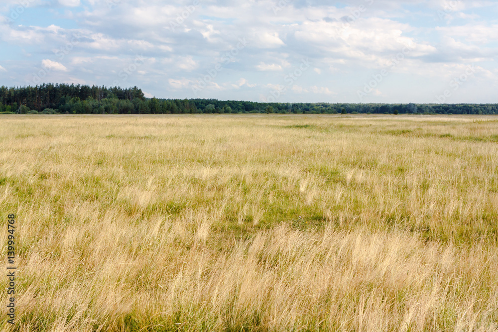 Grass field landscape