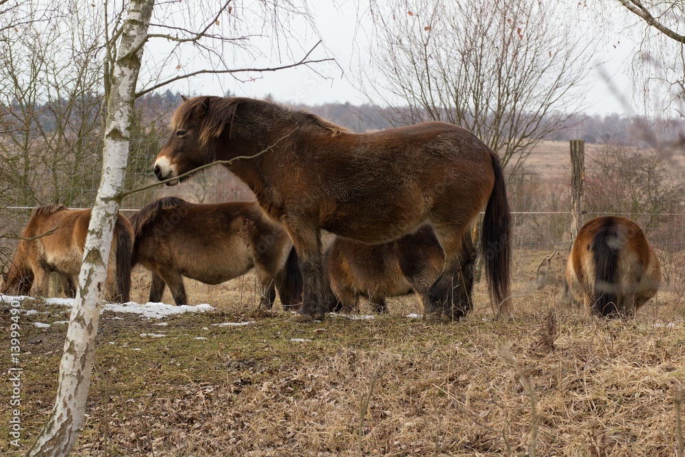 Fototapeta premium Wild horse on grassland in Milovice, Czech republic