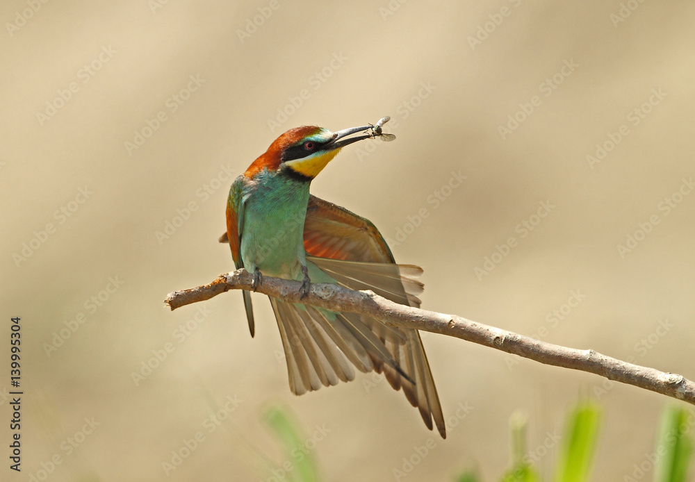 Fototapeta premium Wildlife