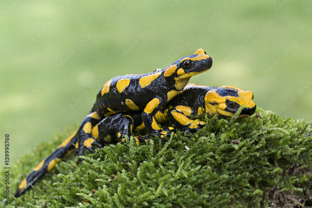 Fototapeta premium Wildlife