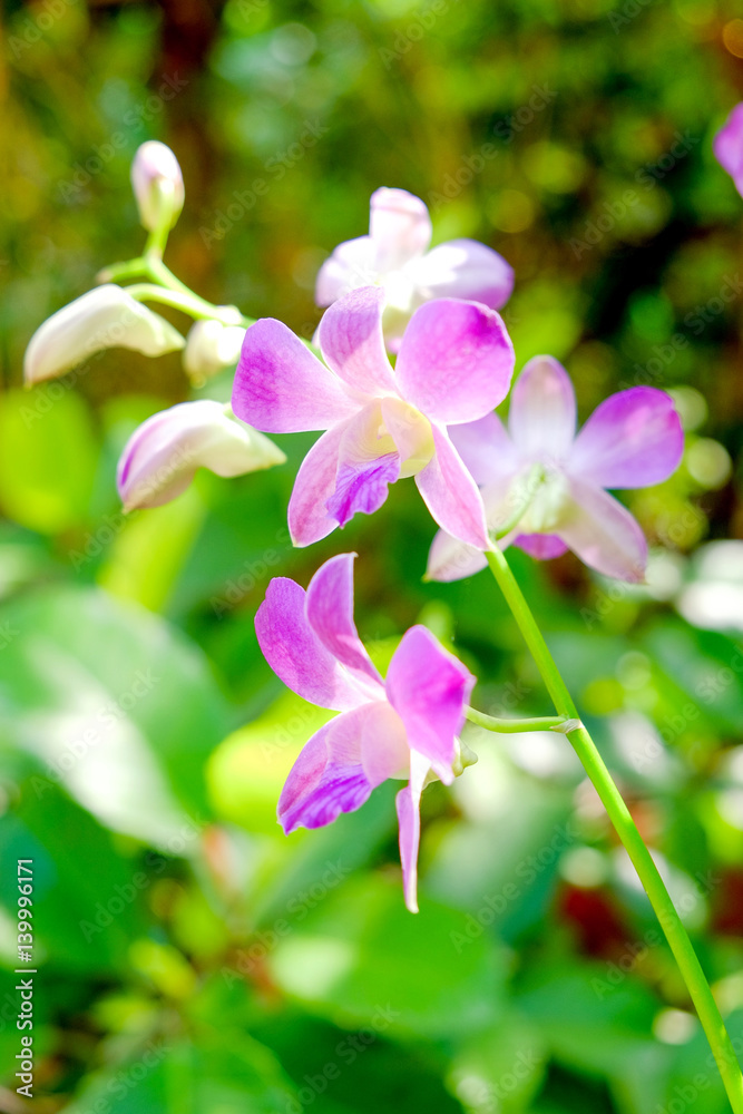 Fototapeta premium Close up Purple orchid in the garden is blooming in the morning.
