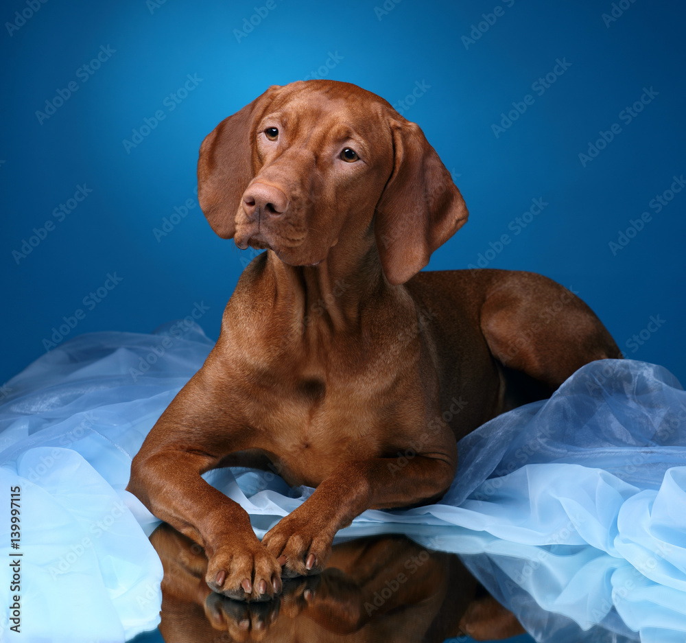 Blue vizsla hot sale