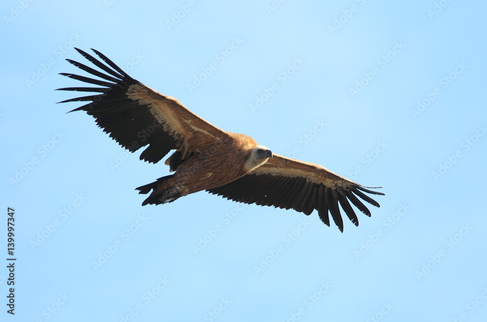 Obraz premium Wildlife