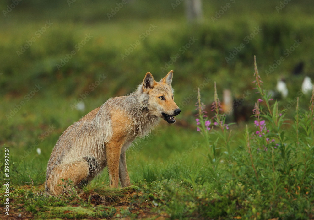 Fototapeta premium Dzikiej przyrody