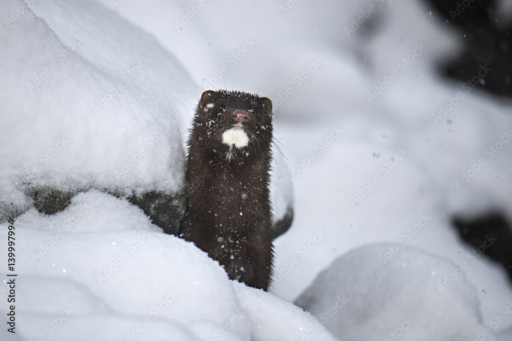 Obraz premium Wildlife