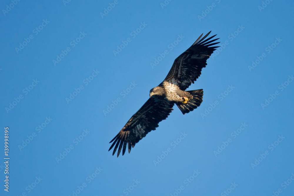 Naklejka premium Wildlife