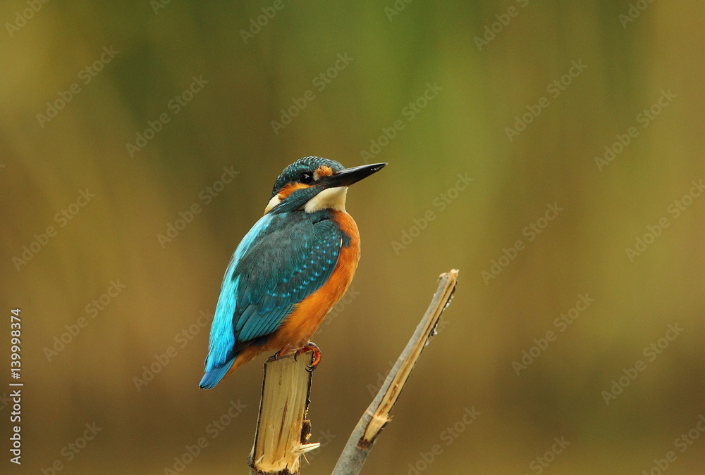 Fototapeta premium Wildlife