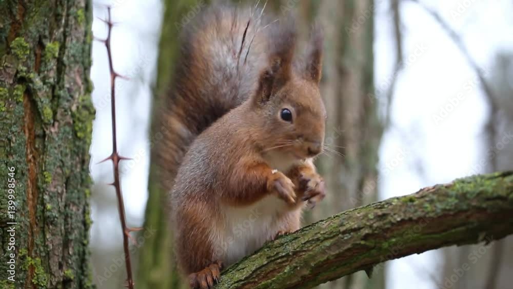 Squirrel eating nut and sunflower seeds on the tree in the summer park. Squirrel eating nut and sunflower seeds on the tree in the summer park.