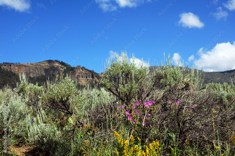 Pink Wildflowers in Yellowtone Pink Wildflowers in Yellowtone