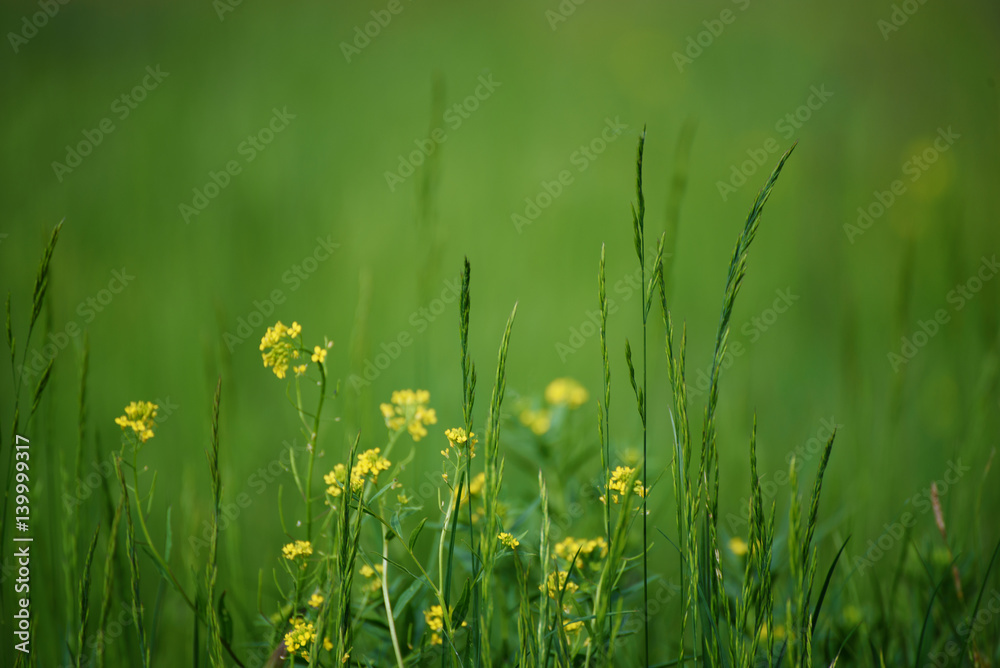 Green grass field with yellow meadow flowers suitable for backgrounds or wallpapers, natural seasonal landscape.