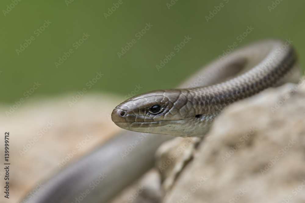 Fototapeta premium Wildlife