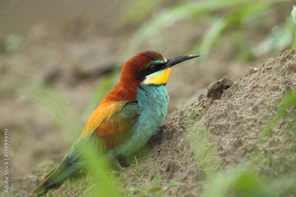 Obraz premium Animal